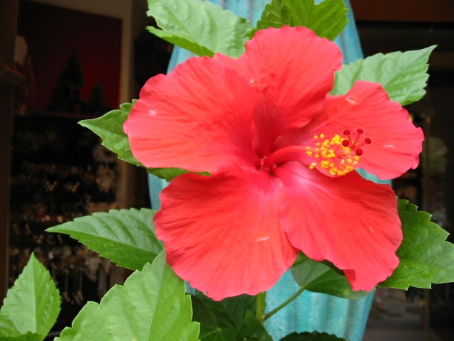 Img_0023_flower_red