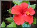 Img_0023_flower_red